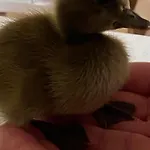 Casa Patos En Апартаменты