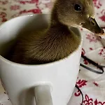 Casa Patos En Апартаменты