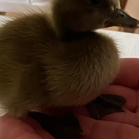 Casa Patos En Apartamento