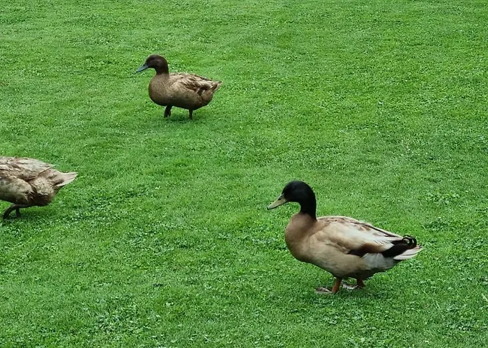 Casa Patos En דירה *