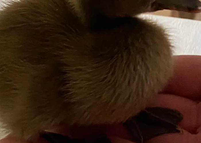 Casa Patos En Apartmán