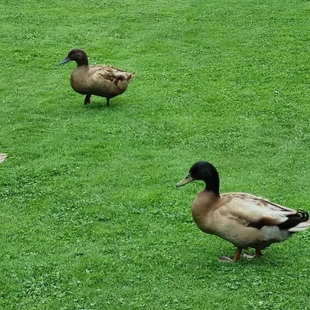 Casa Patos En شقة *