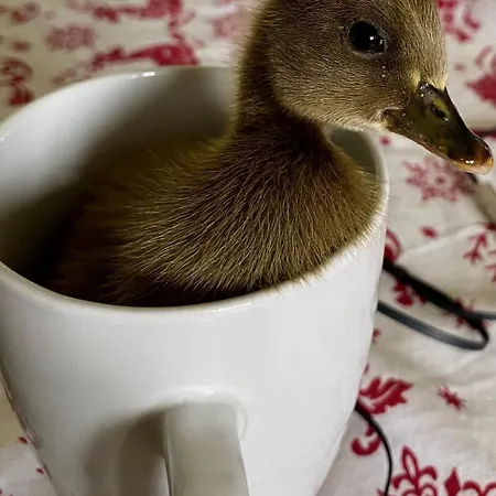Casa Patos En Apartment