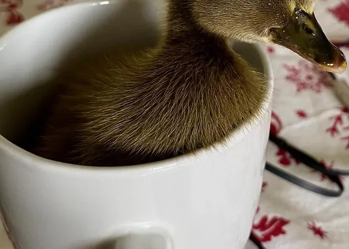 Casa Patos En Appartement